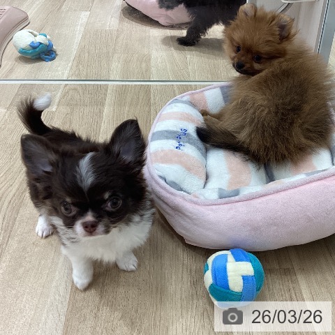 宮城県のポメラニアン (ペットプラス 仙台上杉店/2026年1月19日生まれ/女の子/オレンジ)の子犬の3枚目の画像