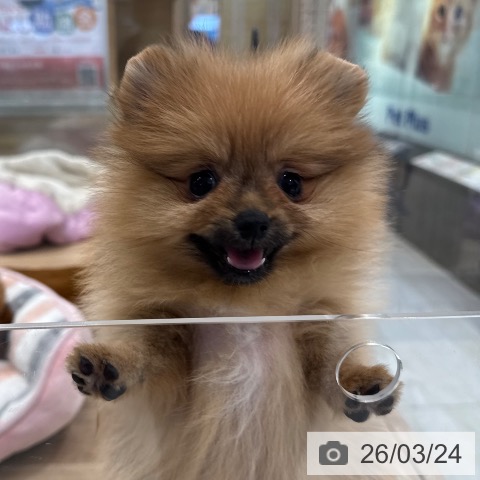 ポメラニアンの写真