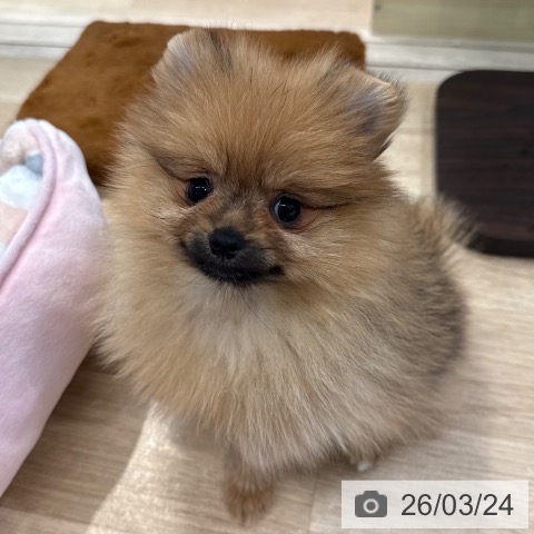 ポメラニアンの写真