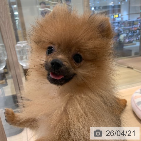神奈川県のポメラニアン (ペットプラス 天王町店/2026年1月19日生まれ/女の子/オレンジ)の子犬の3枚目の画像