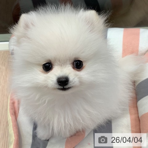 千葉県のポメラニアン (ペットプラス 幕張新都心店/2026年1月20日生まれ/女の子/ホワイト)の子犬の3枚目の画像