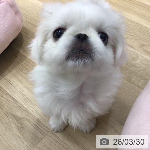 茨城県のペキニーズ (ペットプラス つくば店/2026年1月22日生まれ/男の子/ホワイト)の子犬の4枚目の画像