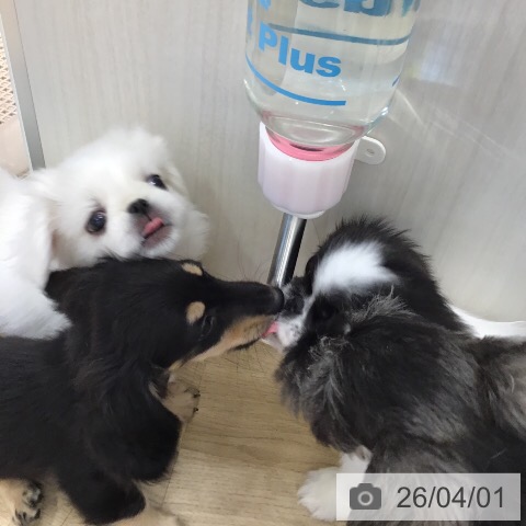 茨城県のペキニーズ (ペットプラス つくば店/2026年1月22日生まれ/男の子/ホワイト)の子犬の3枚目の画像