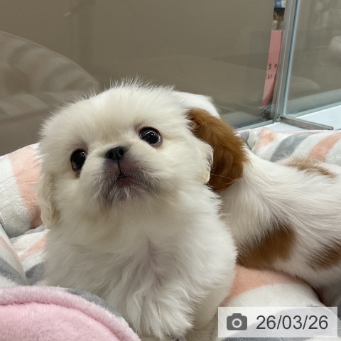 ペキニーズの写真