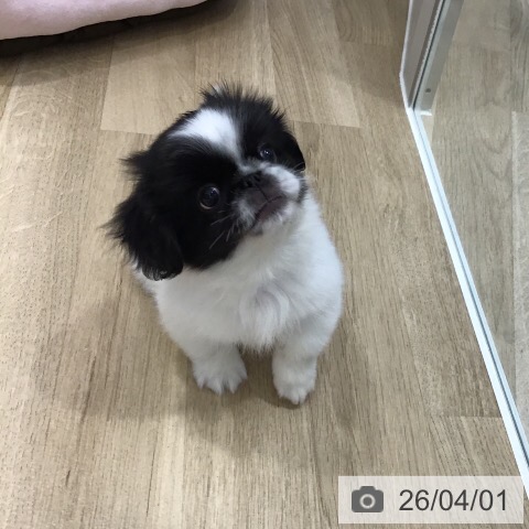 千葉県のペキニーズ (ペットプラス 船橋店/2026年1月20日生まれ/男の子/ブラックホワイト)の子犬の4枚目の画像