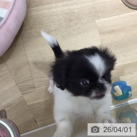 茨城県のペキニーズ (ペットプラス つくば店/2026年1月20日生まれ/男の子/ブラックホワイト)の子犬の4枚目の画像