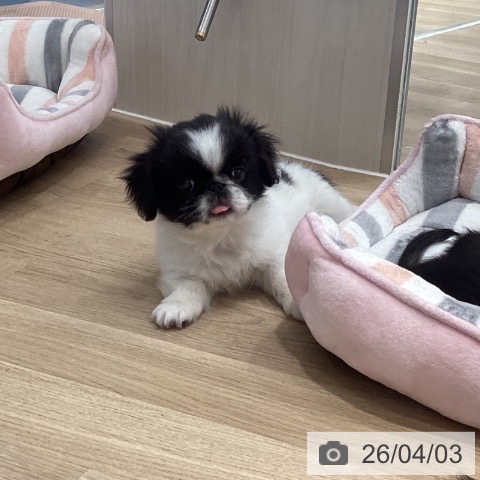 茨城県のペキニーズ (ペットプラス つくば店/2026年1月20日生まれ/男の子/ブラックホワイト)の子犬の3枚目の画像