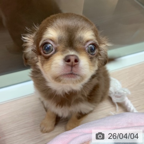 千葉県のチワワ(ロング) (ペットプラス 幕張新都心店/2026年1月22日生まれ/女の子/チョコレートタン)の子犬の3枚目の画像