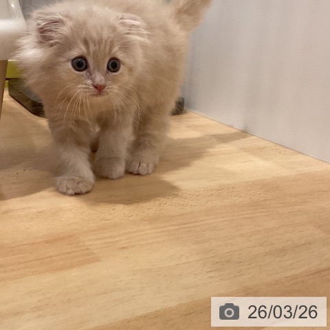 スコティッシュフォールドの写真