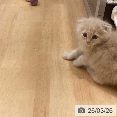 スコティッシュフォールドの写真