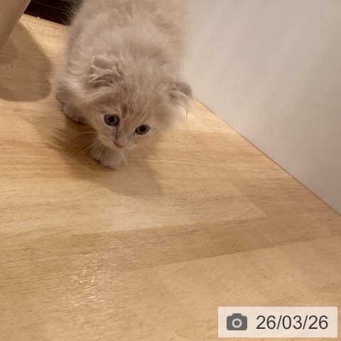 スコティッシュフォールドの写真