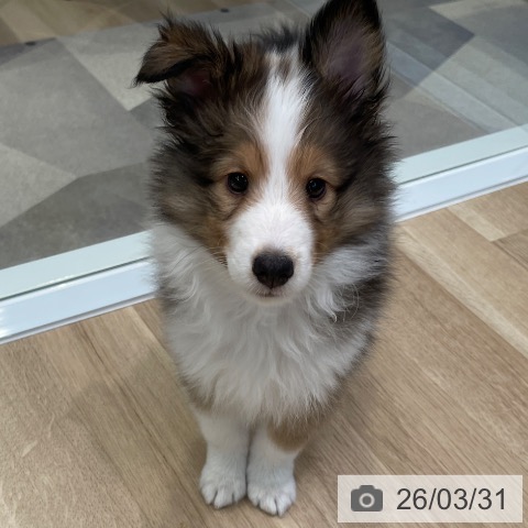 東京都のシェットランドシープドッグ (ペットプラス 大井町トラックス店/2026年1月22日生まれ/男の子/セーブルホワイト)の子犬の3枚目の画像