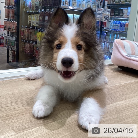 神奈川県のシェットランドシープドッグ (ペットプラス ゆめが丘ソラトス店/2026年1月22日生まれ/男の子/セーブルホワイト)の子犬の4枚目の画像