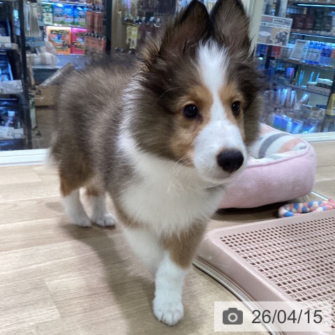 神奈川県のシェットランドシープドッグ (ペットプラス ゆめが丘ソラトス店/2026年1月22日生まれ/男の子/セーブルホワイト)の子犬の3枚目の画像