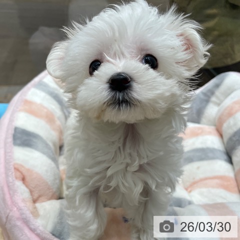 埼玉県のマルチーズ (ペットプラス ららぽーと富士見店/2026年1月22日生まれ/女の子/ホワイト)の子犬の3枚目の画像