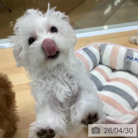 マルチーズの写真