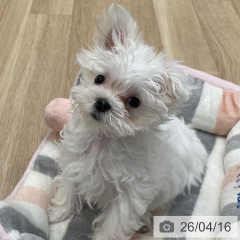 東京都のマルチーズ (ペットプラス 大井町トラックス店/2026年1月22日生まれ/女の子/ホワイト)の子犬の4枚目の画像