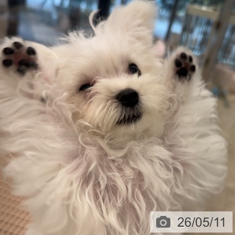マルチーズの写真