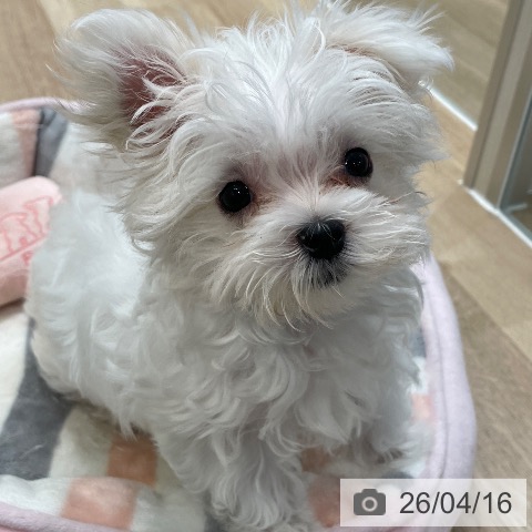 東京都のマルチーズ (ペットプラス 大井町トラックス店/2026年1月22日生まれ/女の子/ホワイト)の子犬の3枚目の画像