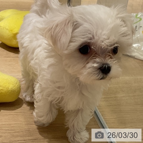 神奈川県のマルチーズ (ペットプラス モザイクモール港北店/2026年1月22日生まれ/女の子/ホワイト)の子犬の4枚目の画像