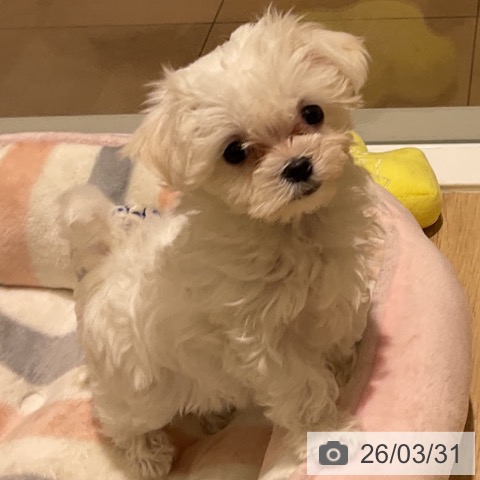 神奈川県のマルチーズ (ペットプラス モザイクモール港北店/2026年1月22日生まれ/女の子/ホワイト)の子犬の3枚目の画像