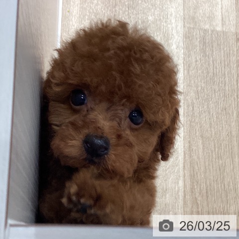 トイ・プードルの写真