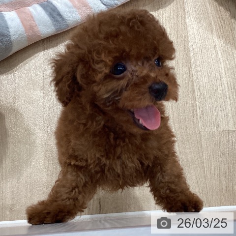 トイ・プードルの写真