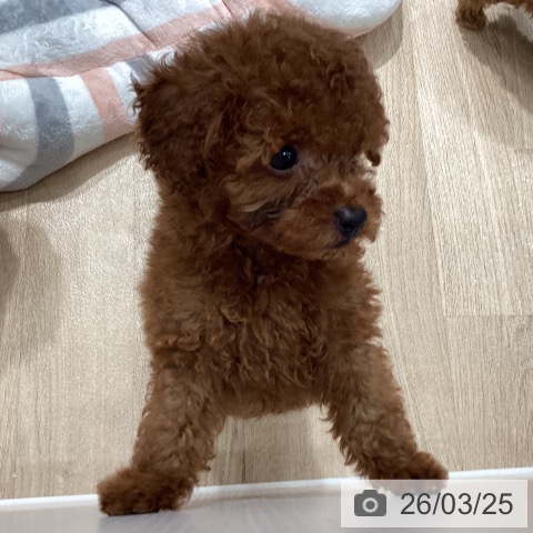 トイ・プードルの写真