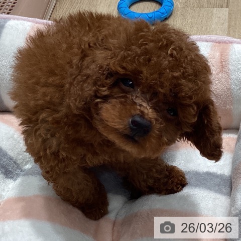 トイ・プードルの写真