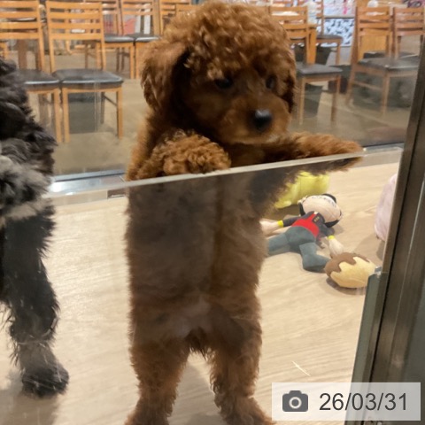 埼玉県のトイプードル(トイ) (ペットプラス コクーンシティ店/2026年1月22日生まれ/女の子/レッド)の子犬の4枚目の画像