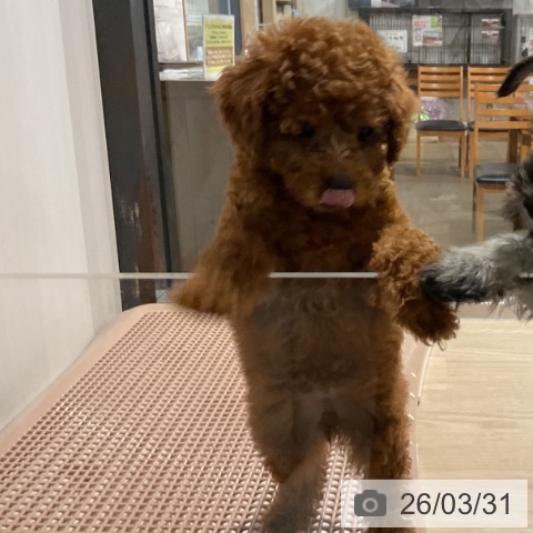 埼玉県のトイプードル(トイ) (ペットプラス コクーンシティ店/2026年1月22日生まれ/女の子/レッド)の子犬の3枚目の画像