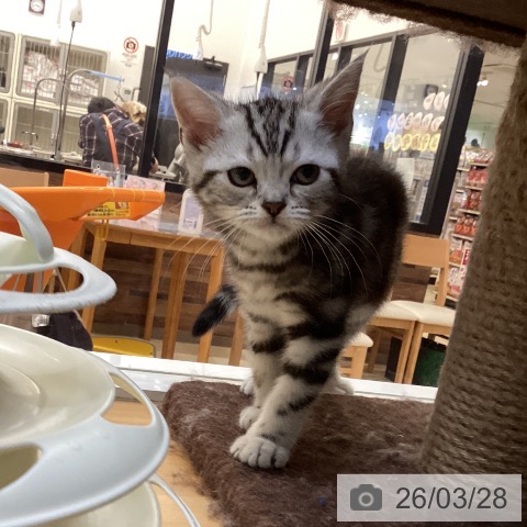 アメリカンショートヘアの写真