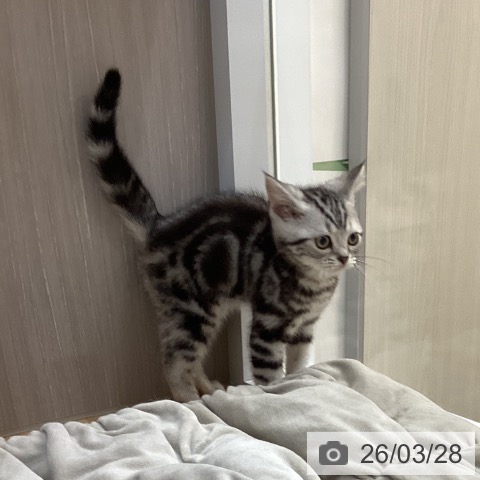 アメリカンショートヘアの写真