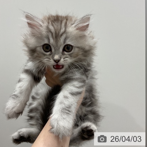 埼玉県のミヌエット (ペッツワン 吉川美南店/2026年1月24日生まれ/男の子/シルバータビー)の子猫の4枚目の画像