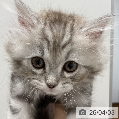 埼玉県のミヌエット (ペッツワン 吉川美南店/2026年1月24日生まれ/男の子/シルバータビー)の子猫の3枚目の画像