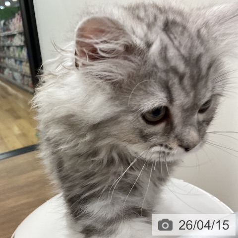 埼玉県のミヌエット (ペッツワン 吉川美南店/2026年1月24日生まれ/男の子/シルバータビー)の子猫の4枚目の画像