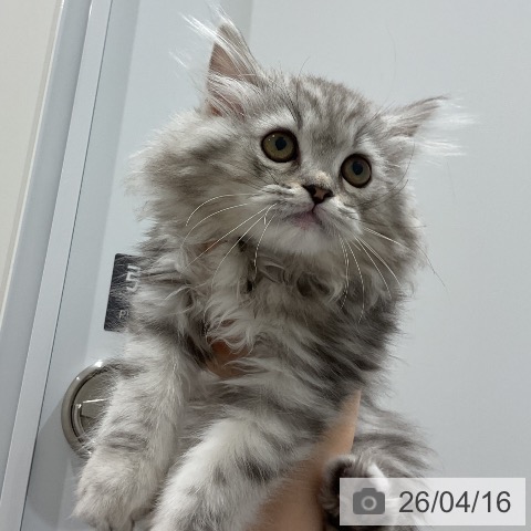 埼玉県のミヌエット (ペッツワン 吉川美南店/2026年1月24日生まれ/男の子/シルバータビー)の子猫の3枚目の画像