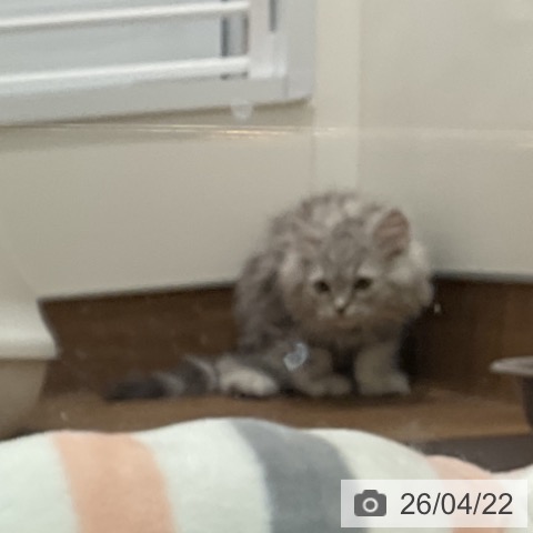 埼玉県のミヌエット (ペッツワン 吉川美南店/2026年1月24日生まれ/男の子/シルバータビー)の子猫の3枚目の画像