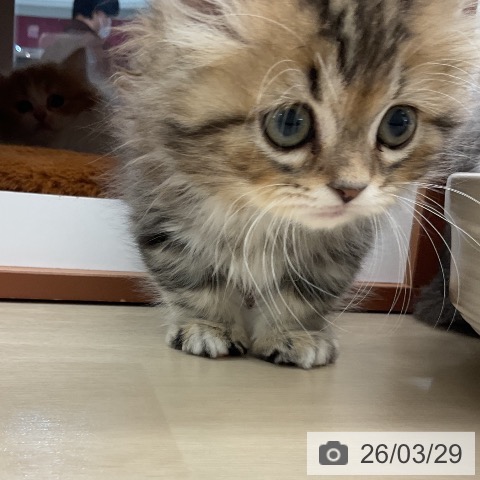 埼玉県のミヌエット (ペットプラス 浦和美園店/2026年1月24日生まれ/男の子/ブラウンタビーホワイト)の子猫の4枚目の画像