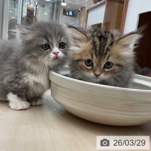 埼玉県のミヌエット (ペットプラス 浦和美園店/2026年1月24日生まれ/男の子/ブラウンタビーホワイト)の子猫の3枚目の画像