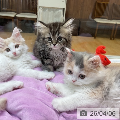 埼玉県のミヌエット (ペットプラス ららぽーと新三郷店/2026年1月24日生まれ/女の子/ブラウンタビーホワイト)の子猫の3枚目の画像