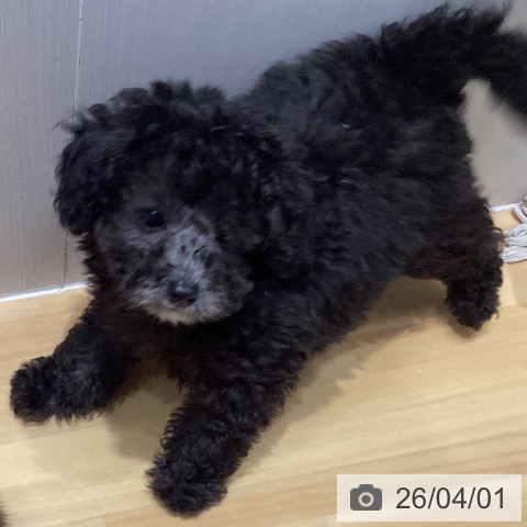 埼玉県のトイプードル(トイ) (ペットプラス 与野店/2026年1月24日生まれ/男の子/シルバー)の子犬の3枚目の画像