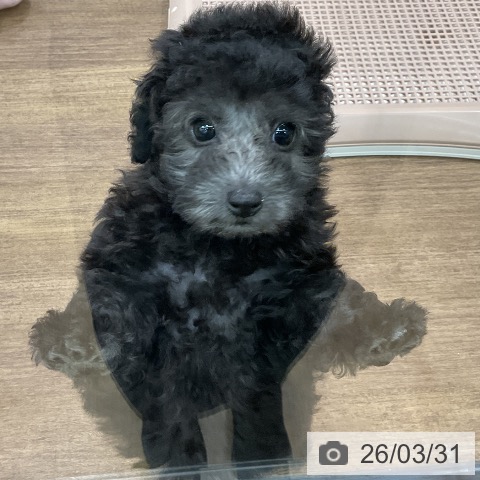 埼玉県のトイプードル(トイ) (ペッツワン 吉川美南店/2026年1月24日生まれ/女の子/シルバー)の子犬の4枚目の画像