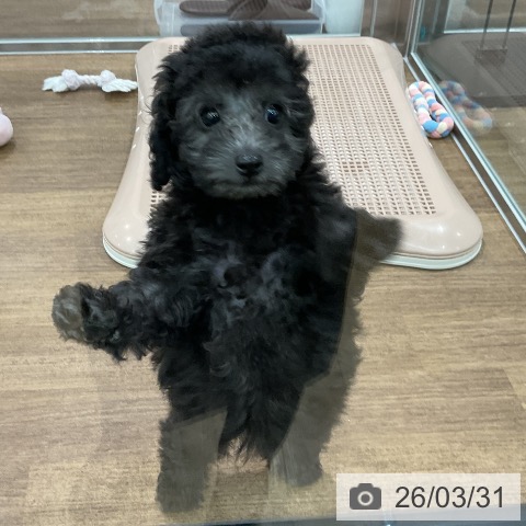 埼玉県のトイプードル(トイ) (ペッツワン 吉川美南店/2026年1月24日生まれ/女の子/シルバー)の子犬の3枚目の画像