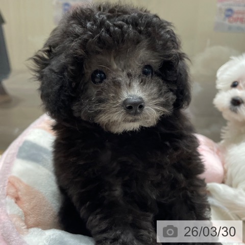 埼玉県のトイプードル(トイ) (ペットプラス ららぽーと富士見店/2026年1月24日生まれ/女の子/シルバー)の子犬の3枚目の画像