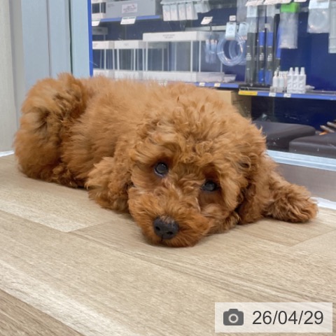 神奈川県のトイプードル(トイ) (ペットプラス アミーゴ藤沢店/2026年1月24日生まれ/男の子/レッド)の子犬の4枚目の画像