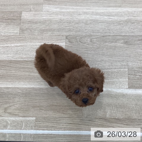 トイ・プードルの写真