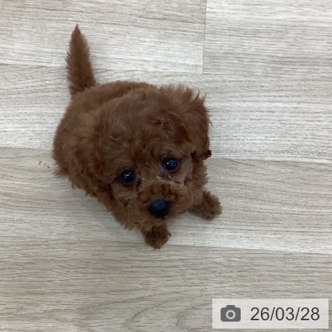 トイ・プードルの写真