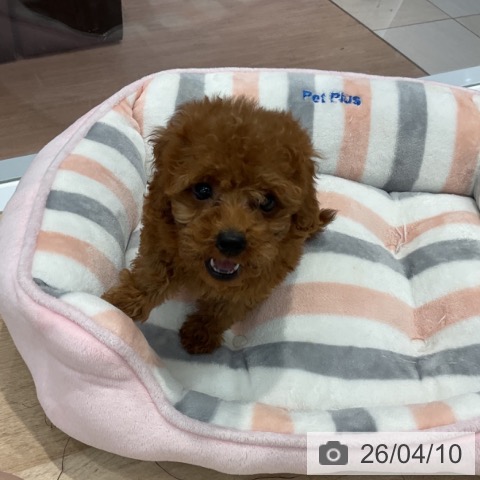 群馬県のトイプードル(トイ) (ペットプラス イオンモール太田店/2026年1月24日生まれ/女の子/レッド)の子犬の3枚目の画像