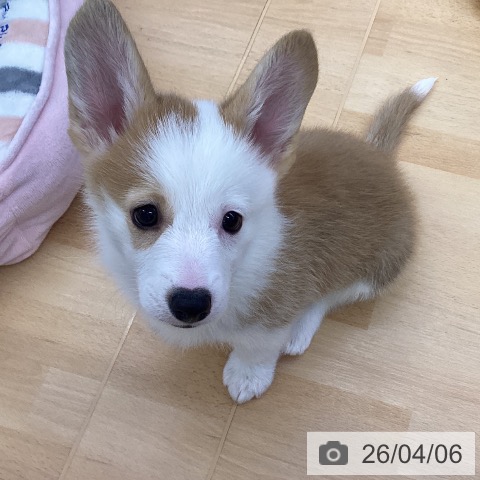 埼玉県のウェルシュコーギーペンブローク (ペットプラス 羽生店/2026年1月28日生まれ/男の子/レッドホワイト)の子犬の4枚目の画像